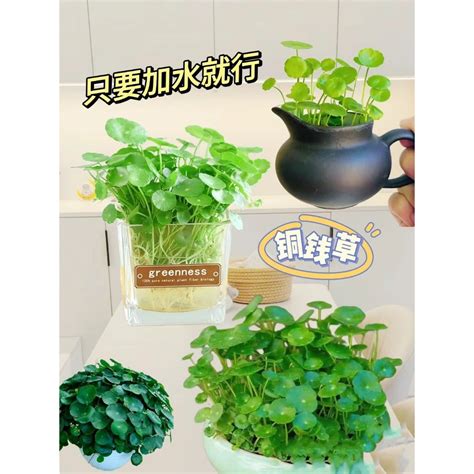 成金草 風水|【銅錢草 風水】銅錢草風水佈局指南：招財旺運不可。